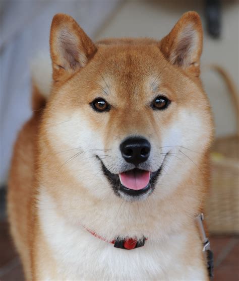 shiba inu photography|1000+ Shiba Inu Pictures 